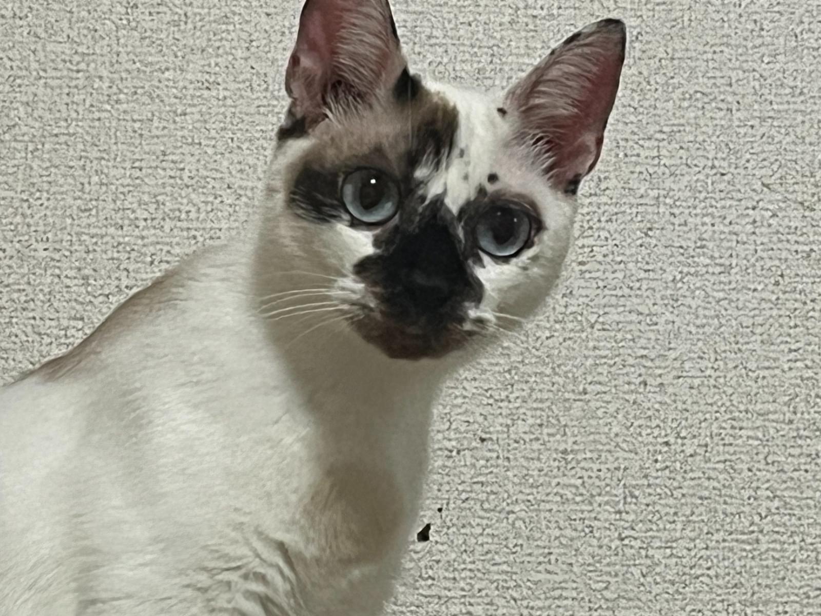 ココアちゃん ココアちゃん