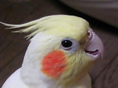 ポポちゃん ポポちゃん