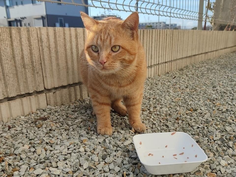 目撃された猫 目撃された猫