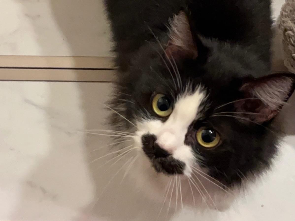 保護された猫 保護された猫