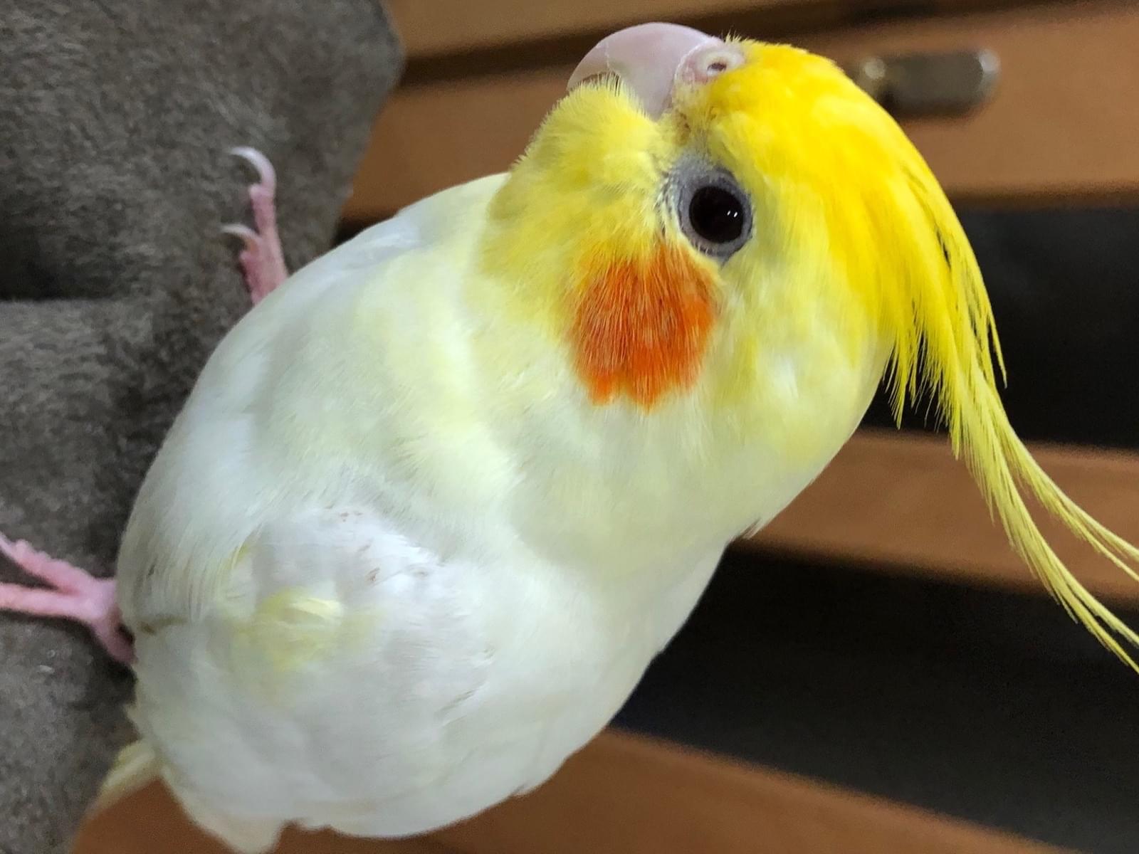 ココちゃん ココちゃん