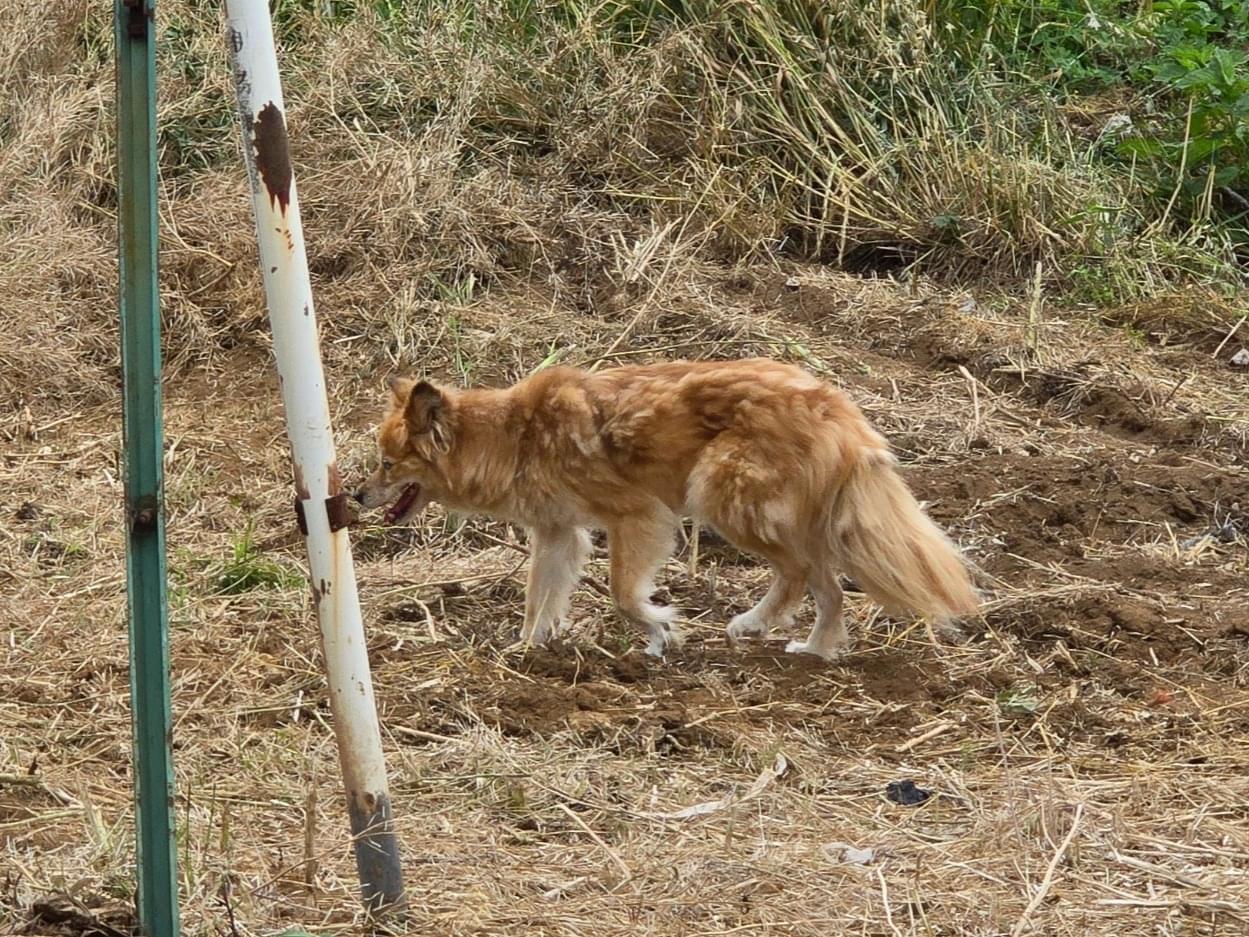 目撃された犬