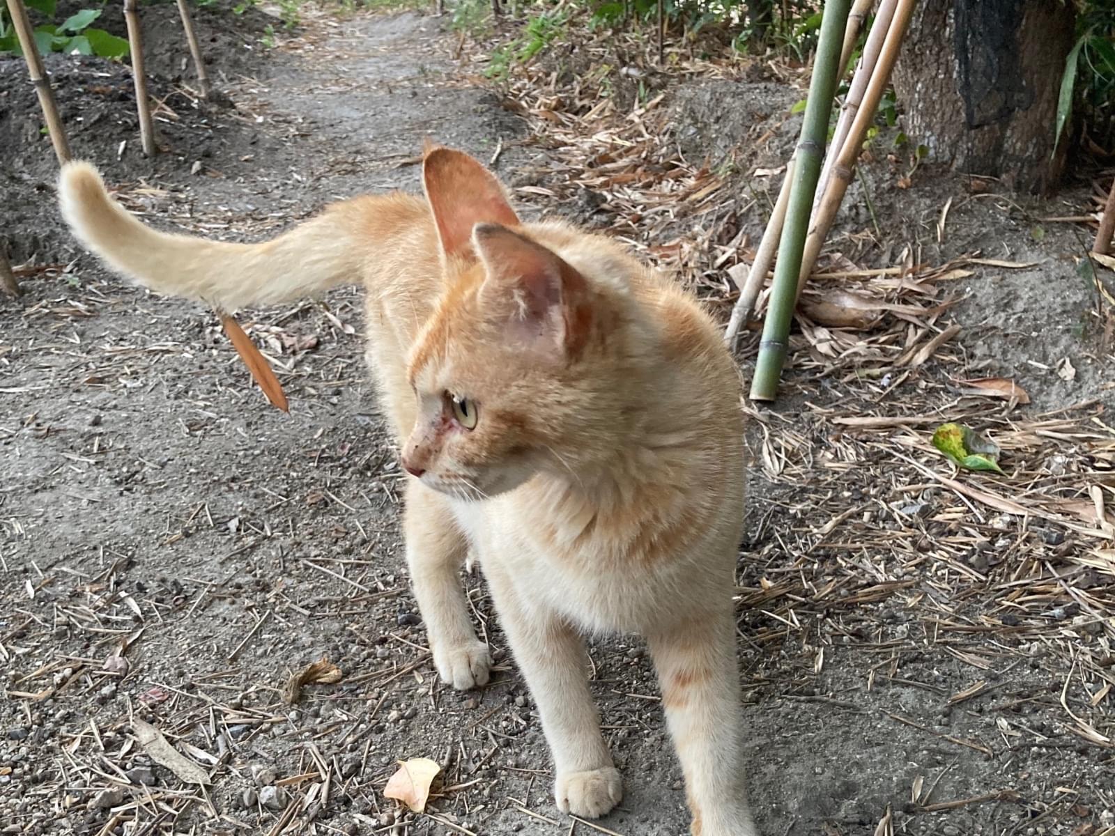保護された猫 保護された猫