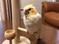 リボンちゃん リボンちゃん