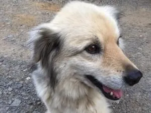 赤い首輪に耳が垂れてて 中型犬