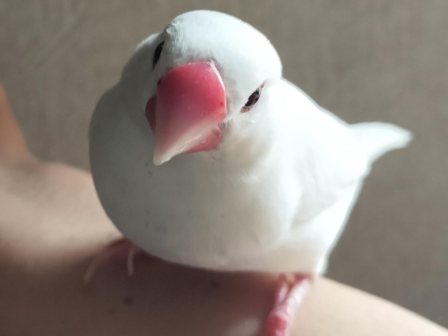 保護された鳥 保護された鳥