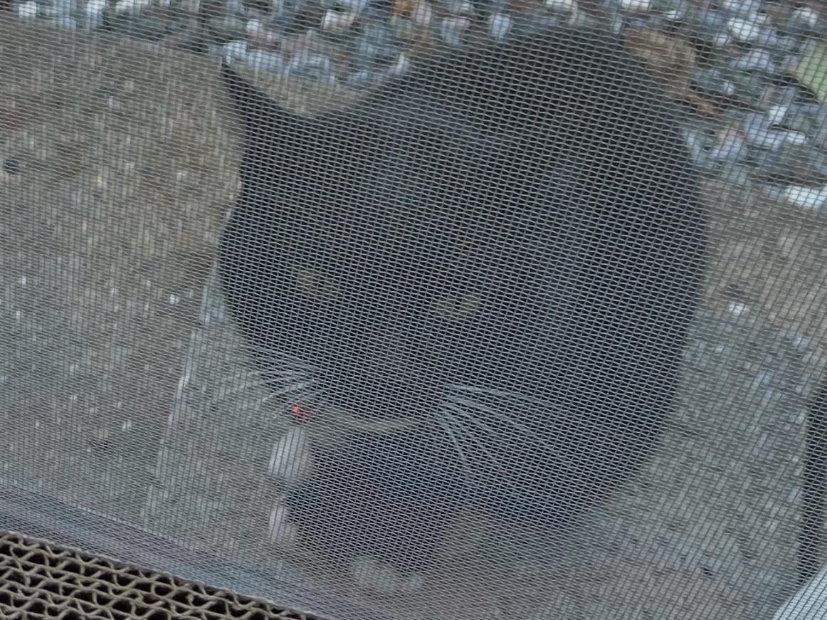 目撃された猫 目撃された猫