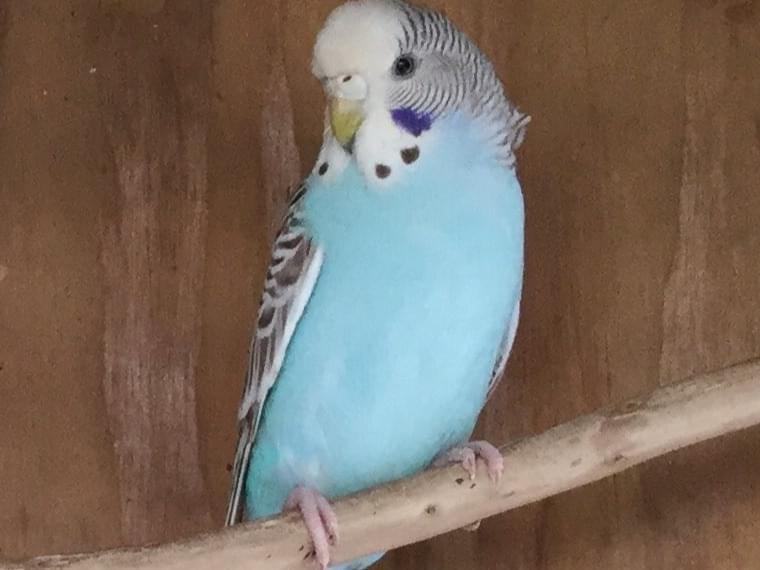 アサギちゃん アサギちゃん