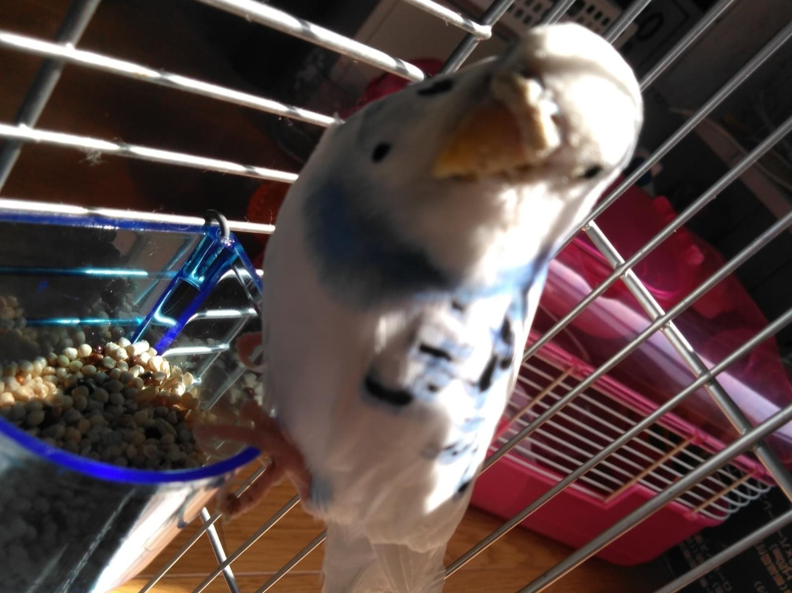 保護された鳥 保護された鳥