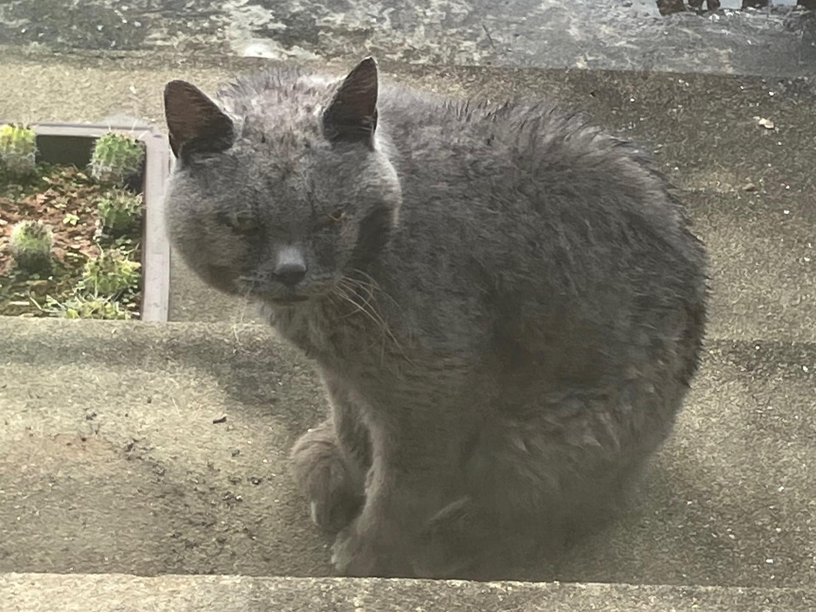 目撃された猫 目撃された猫