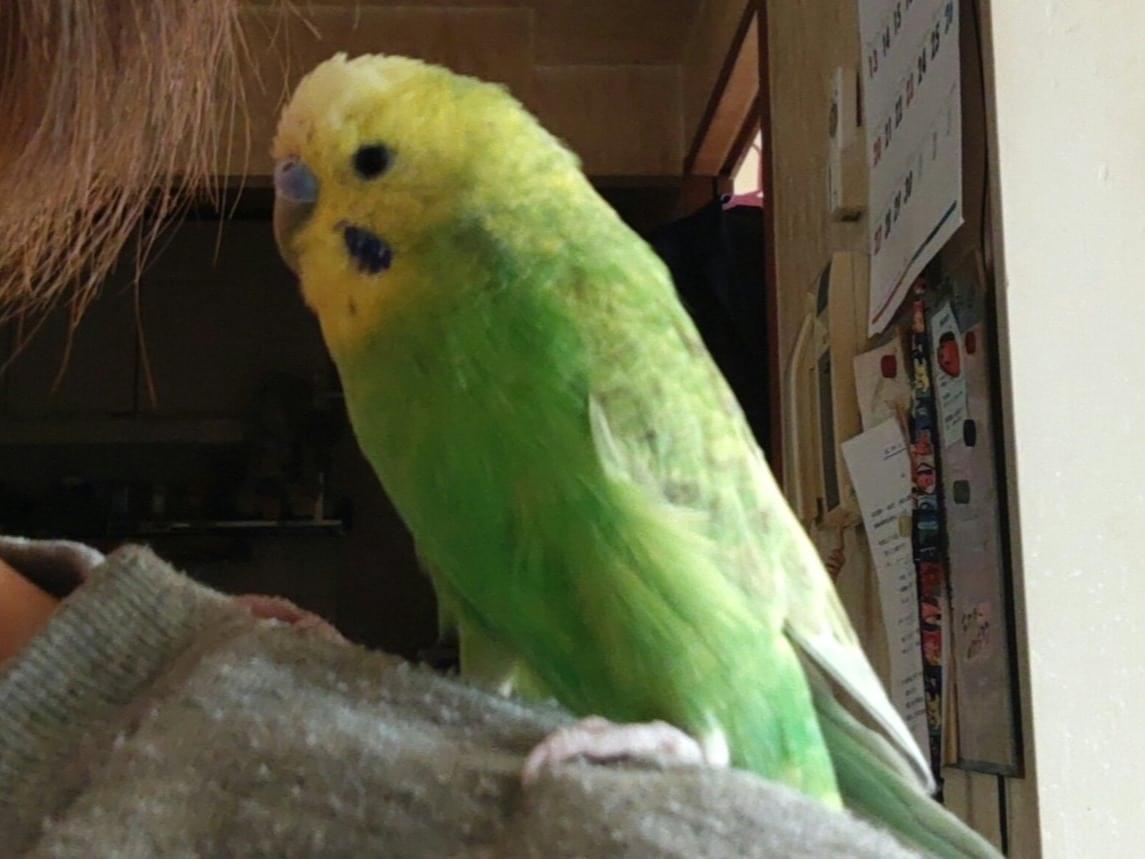 くぅうちゃん くぅうちゃん