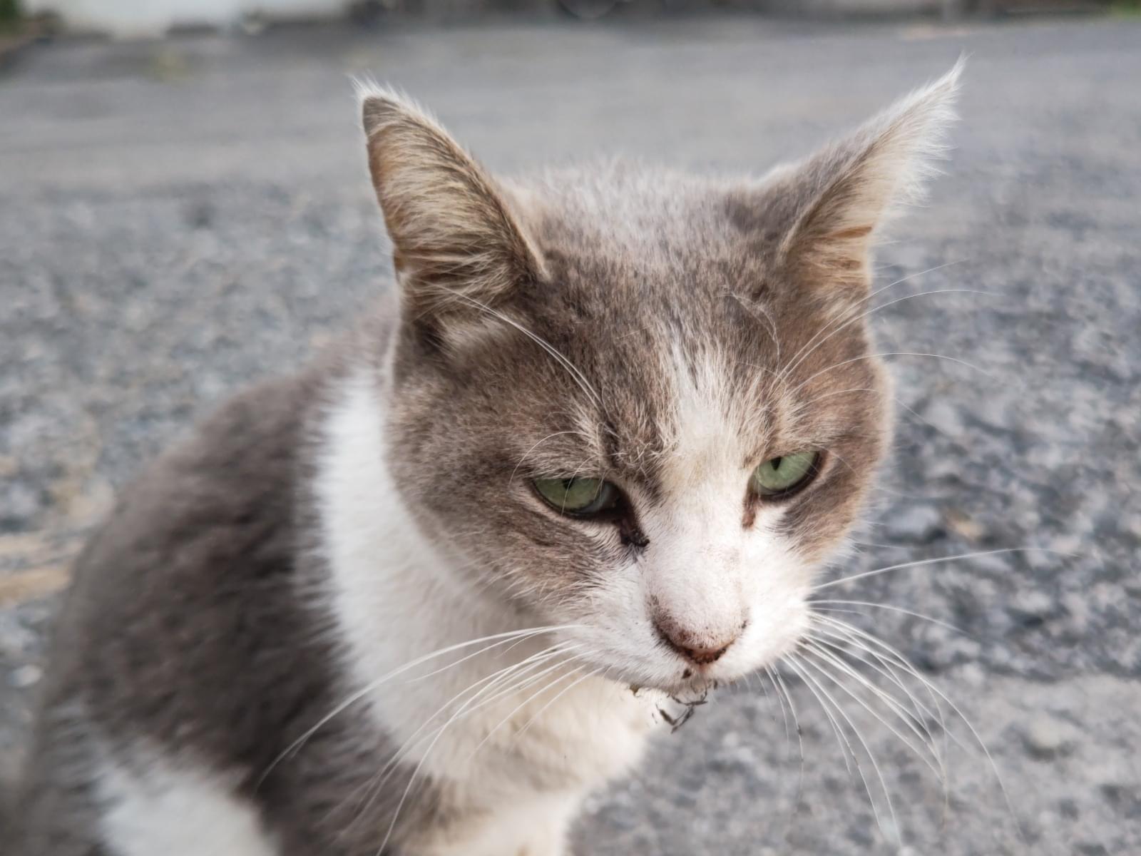 目撃された猫 目撃された猫