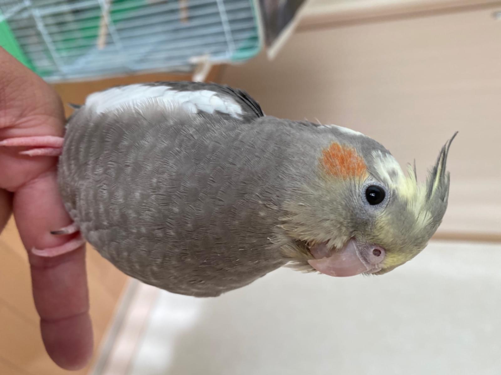 もずくちゃん もずくちゃん