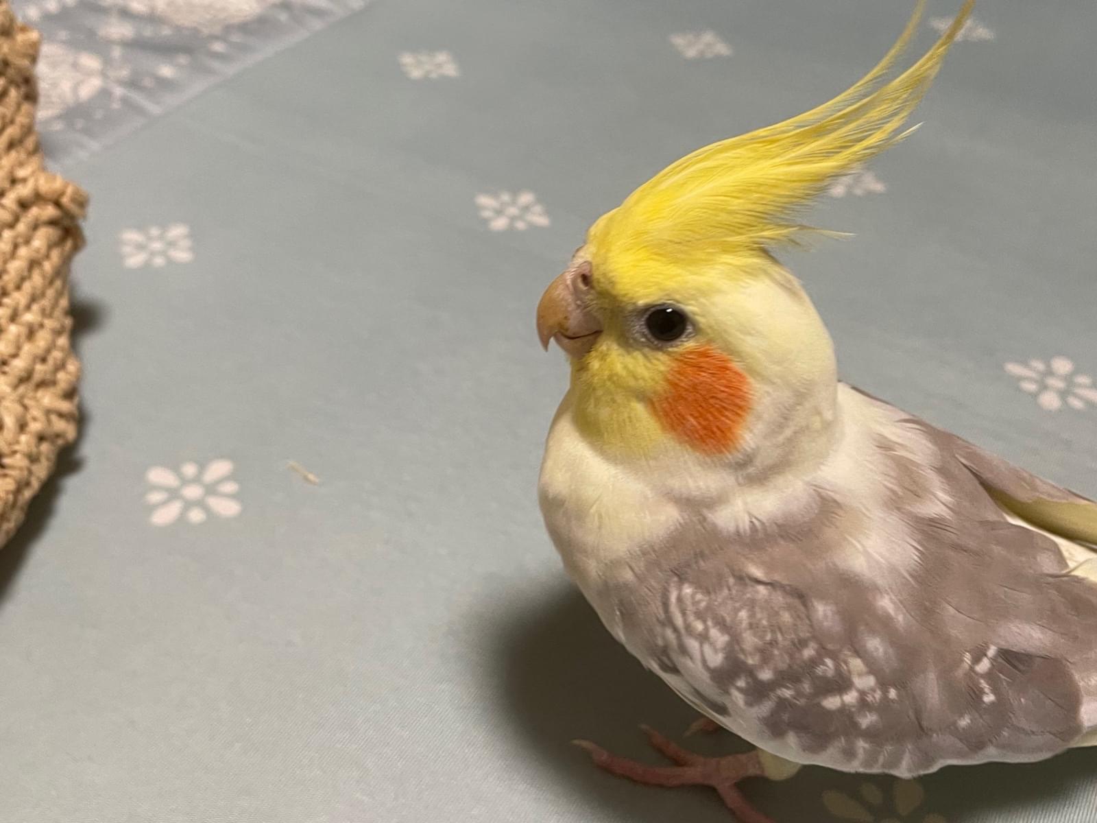 ピヨ助ちゃん ピヨ助ちゃん