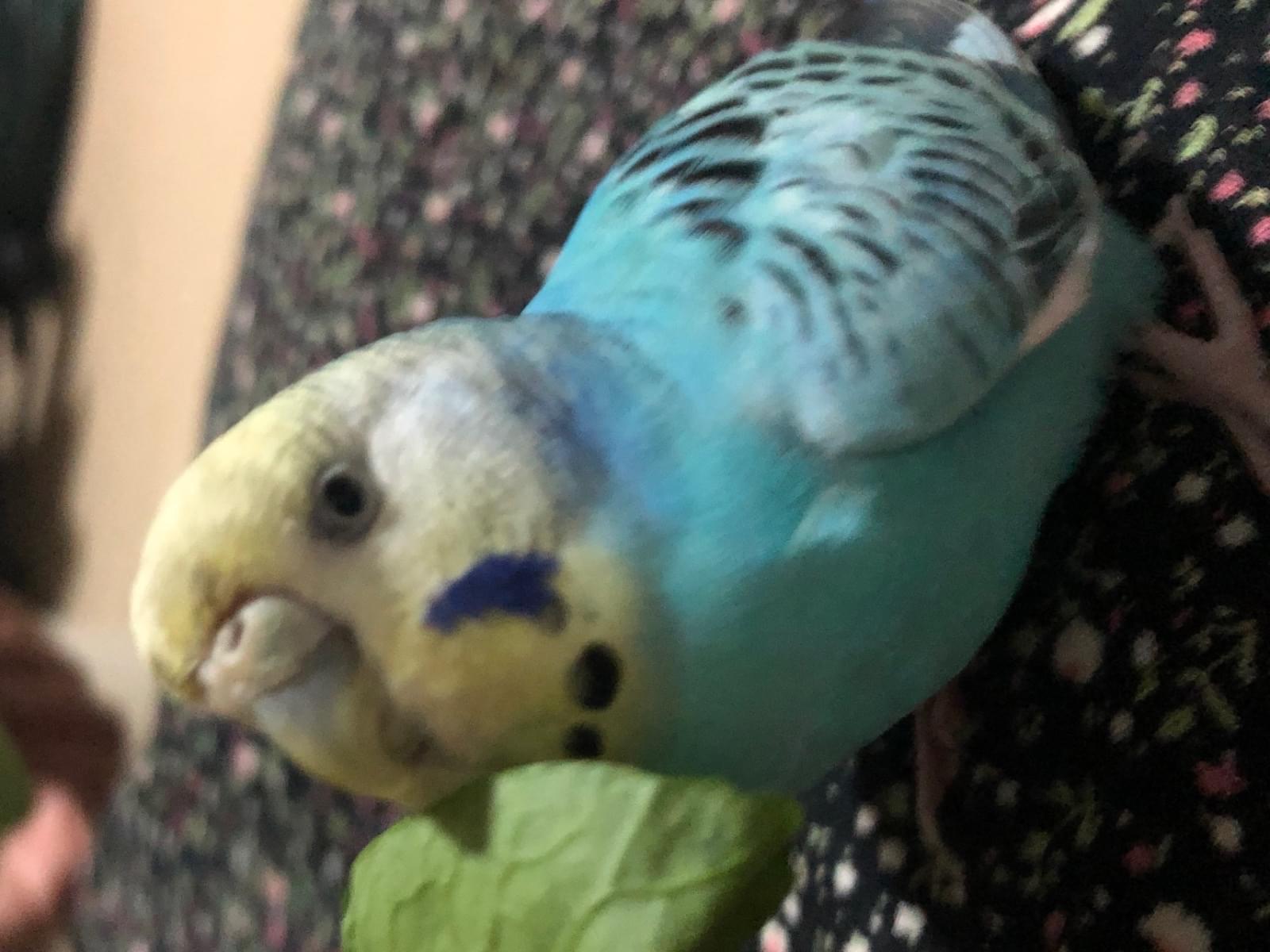 保護された鳥 保護された鳥