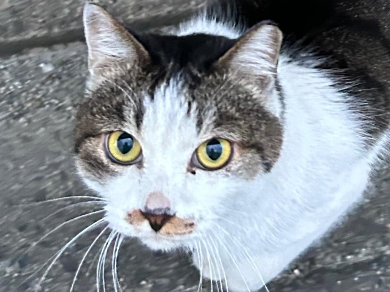 目撃された猫 目撃された猫