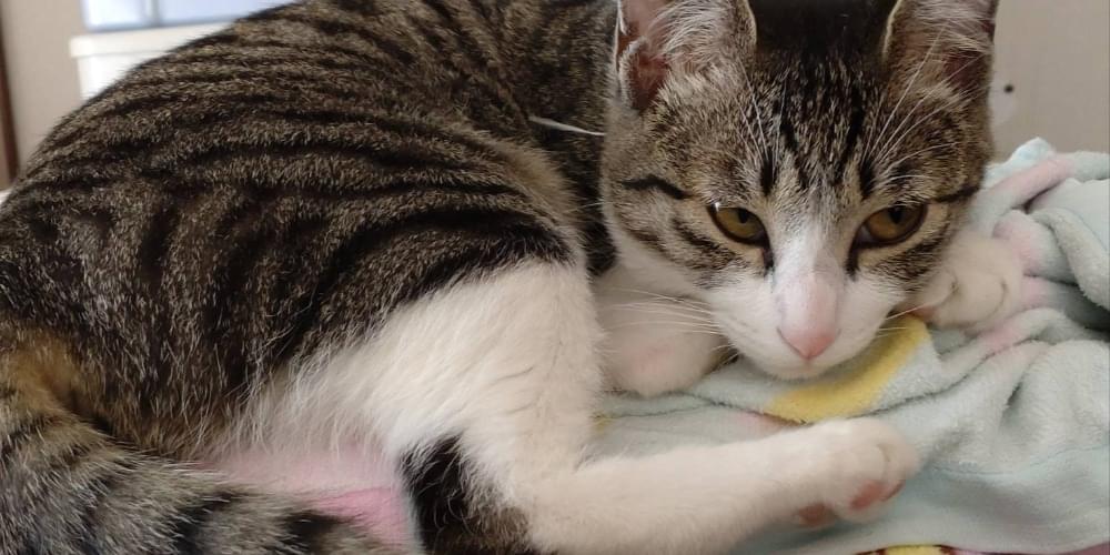 キジ白ハチワレ、小柄な猫を探しています