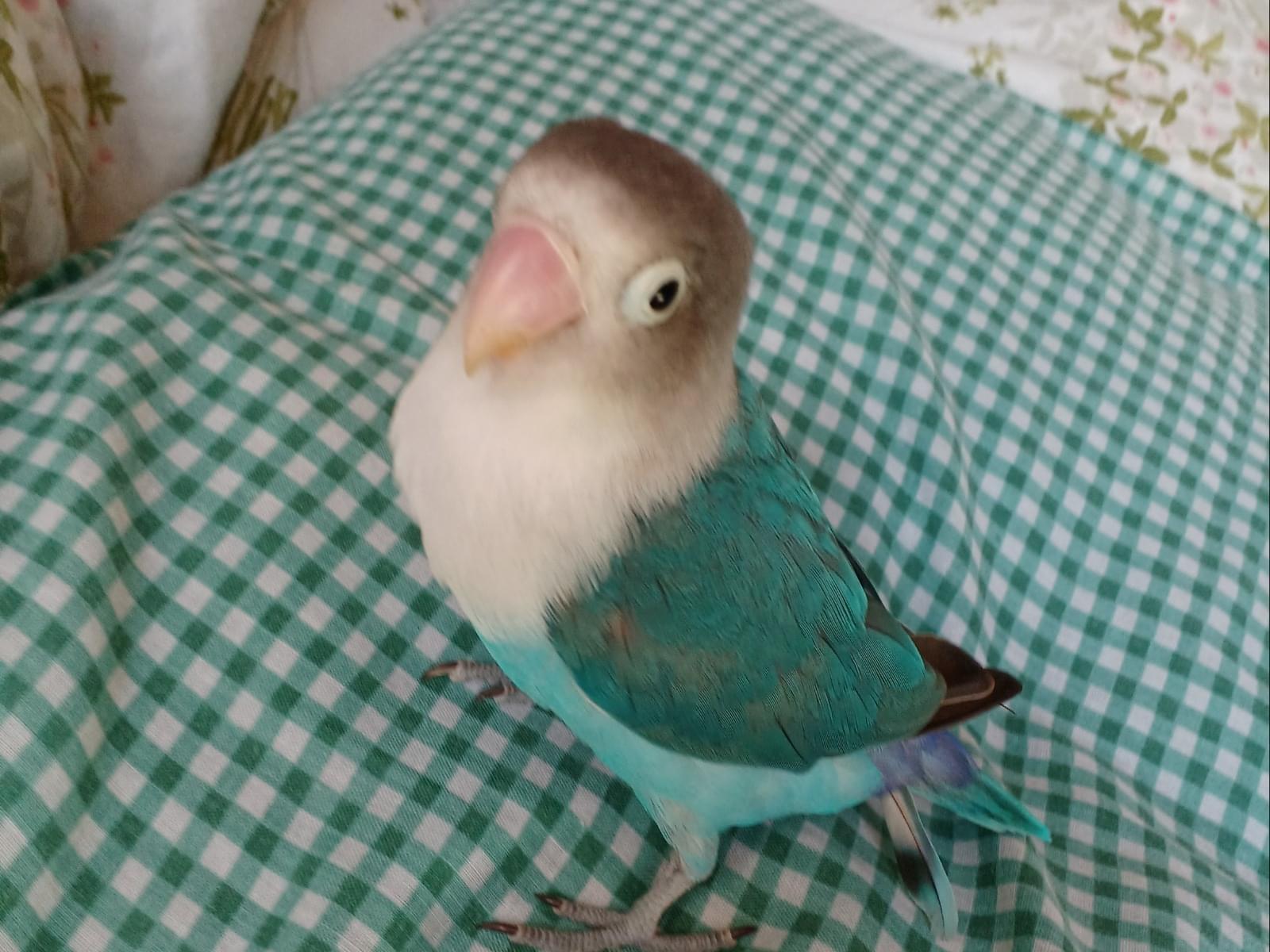 そらちゃん そらちゃん
