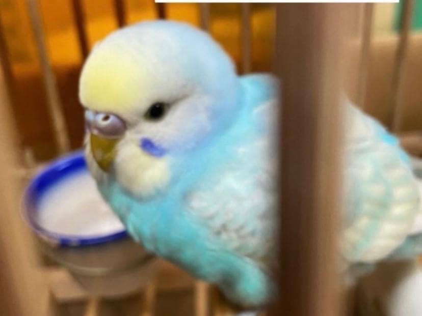 保護された鳥 保護された鳥