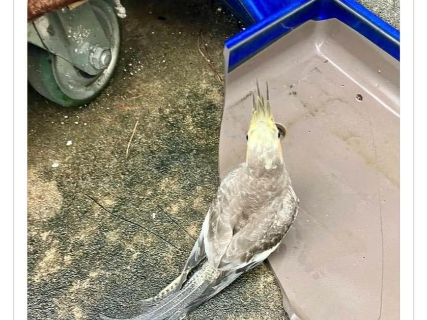 保護された鳥