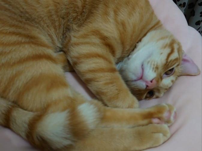 にゃー助ちゃん にゃー助ちゃん