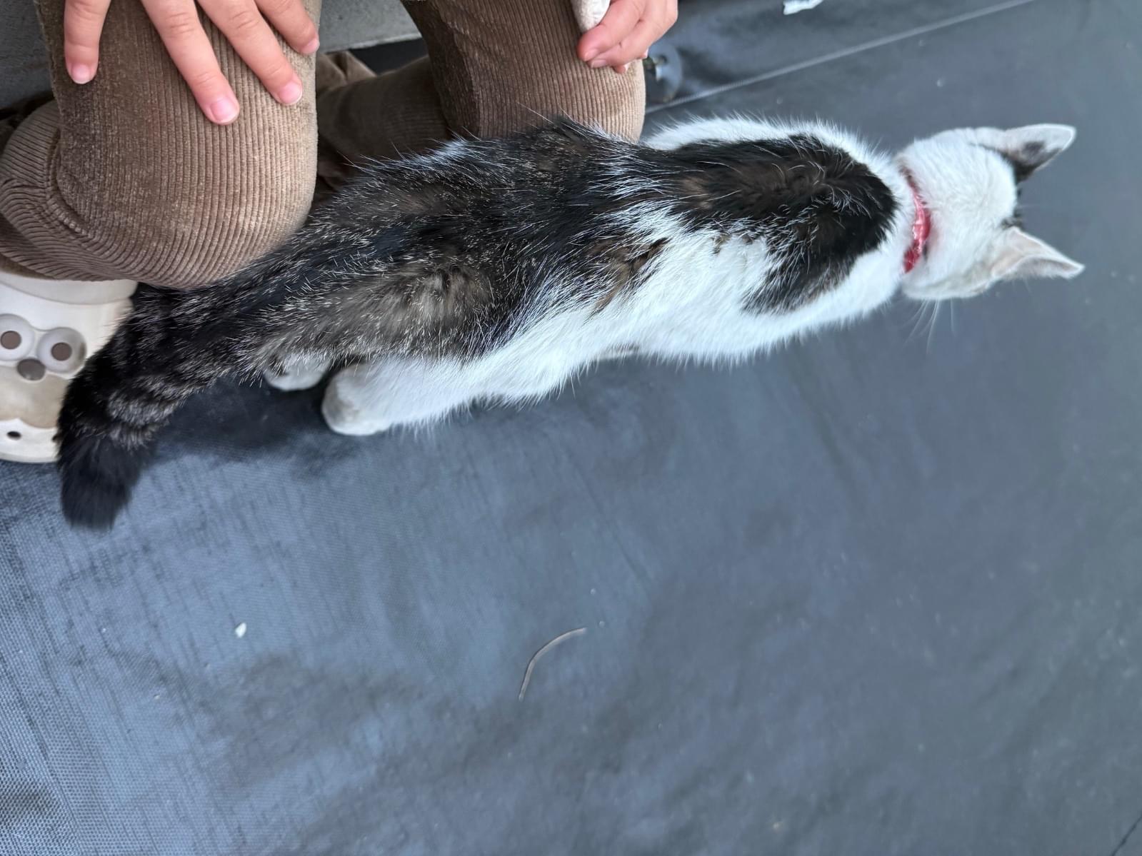 目撃された猫 目撃された猫
