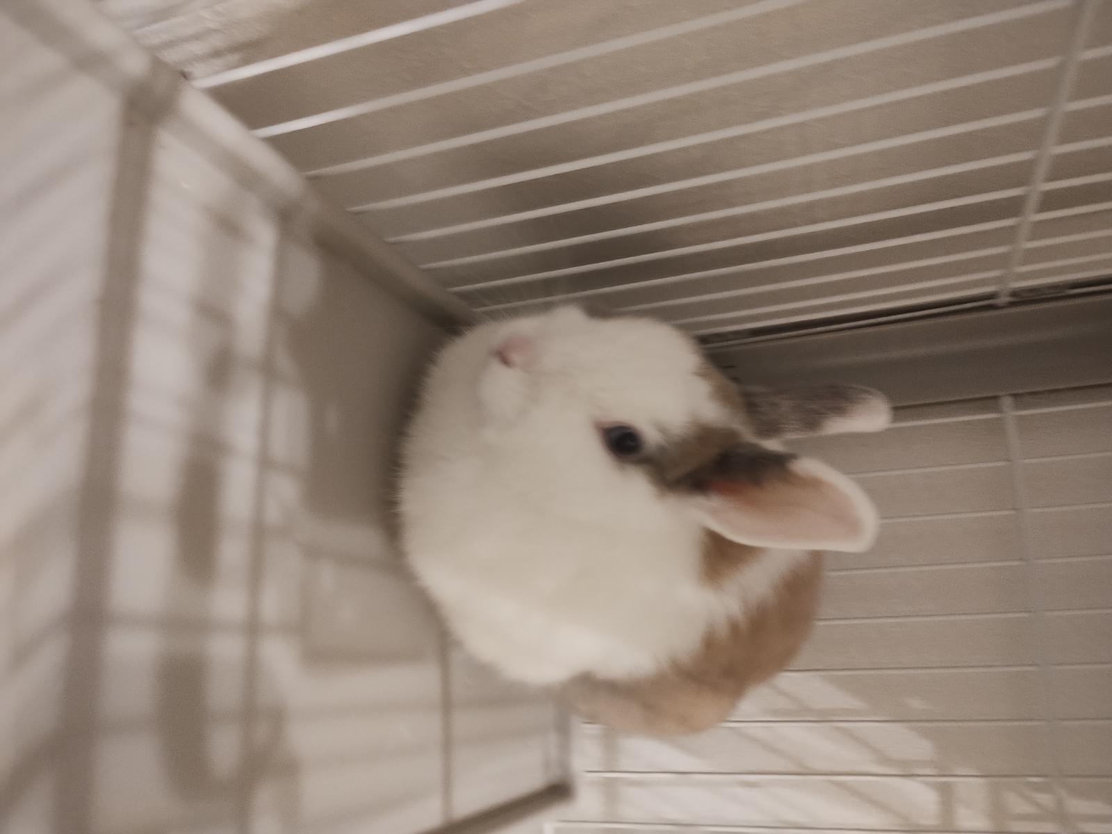 ウサオちゃん ウサオちゃん