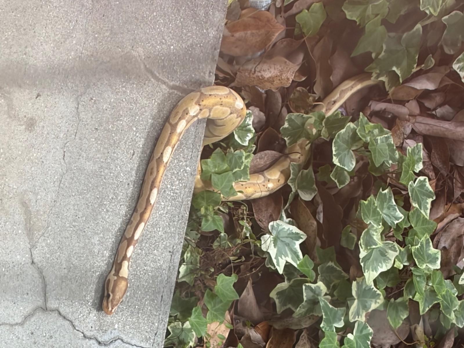 目撃されたペット 目撃されたペット