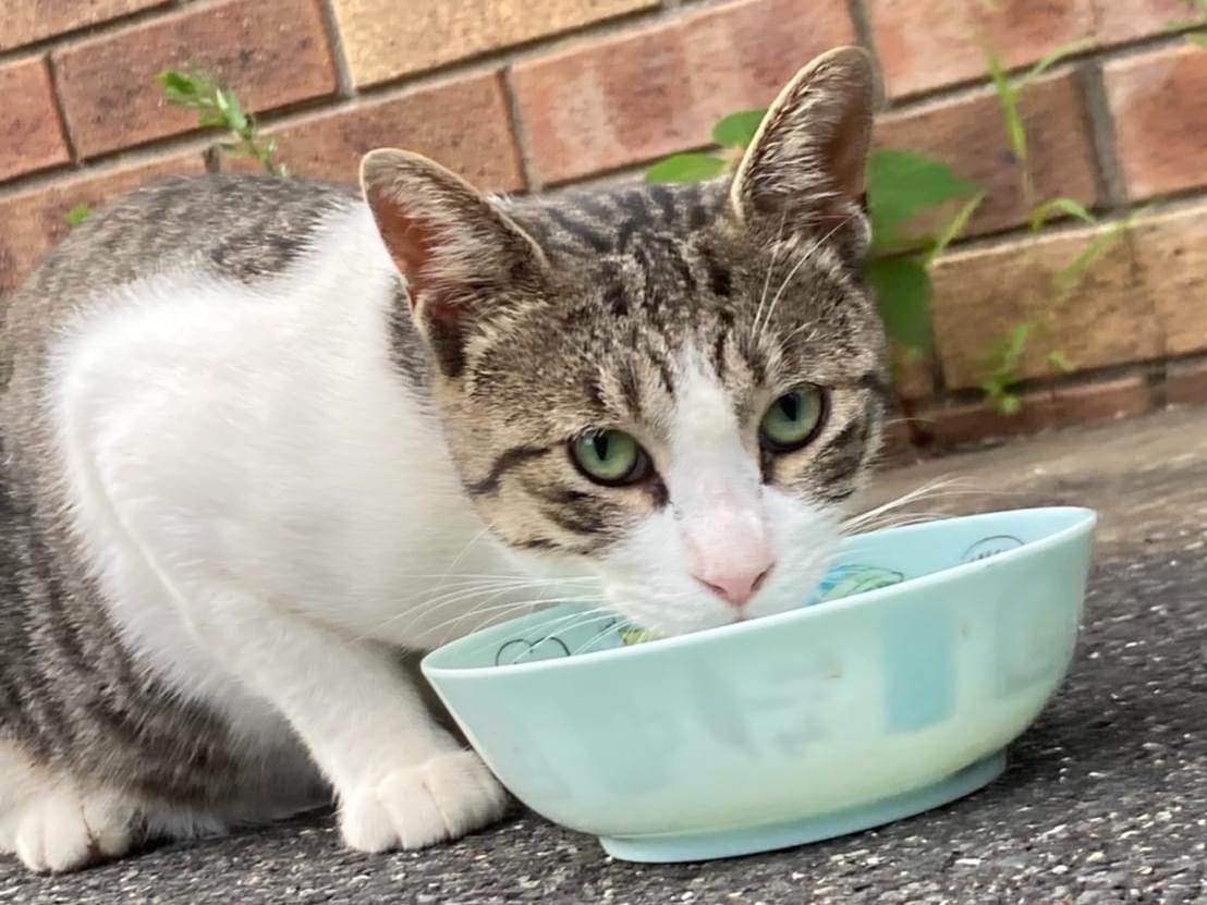 目撃された猫 目撃された猫