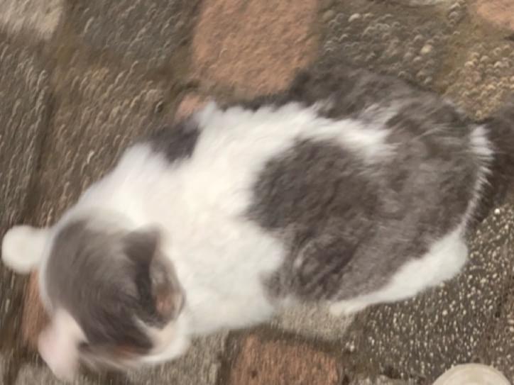 目撃された猫 目撃された猫