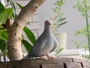 ほーほーほーほほ となく薄雪鳩