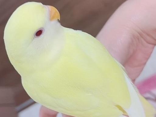 まあちゃん まあちゃん