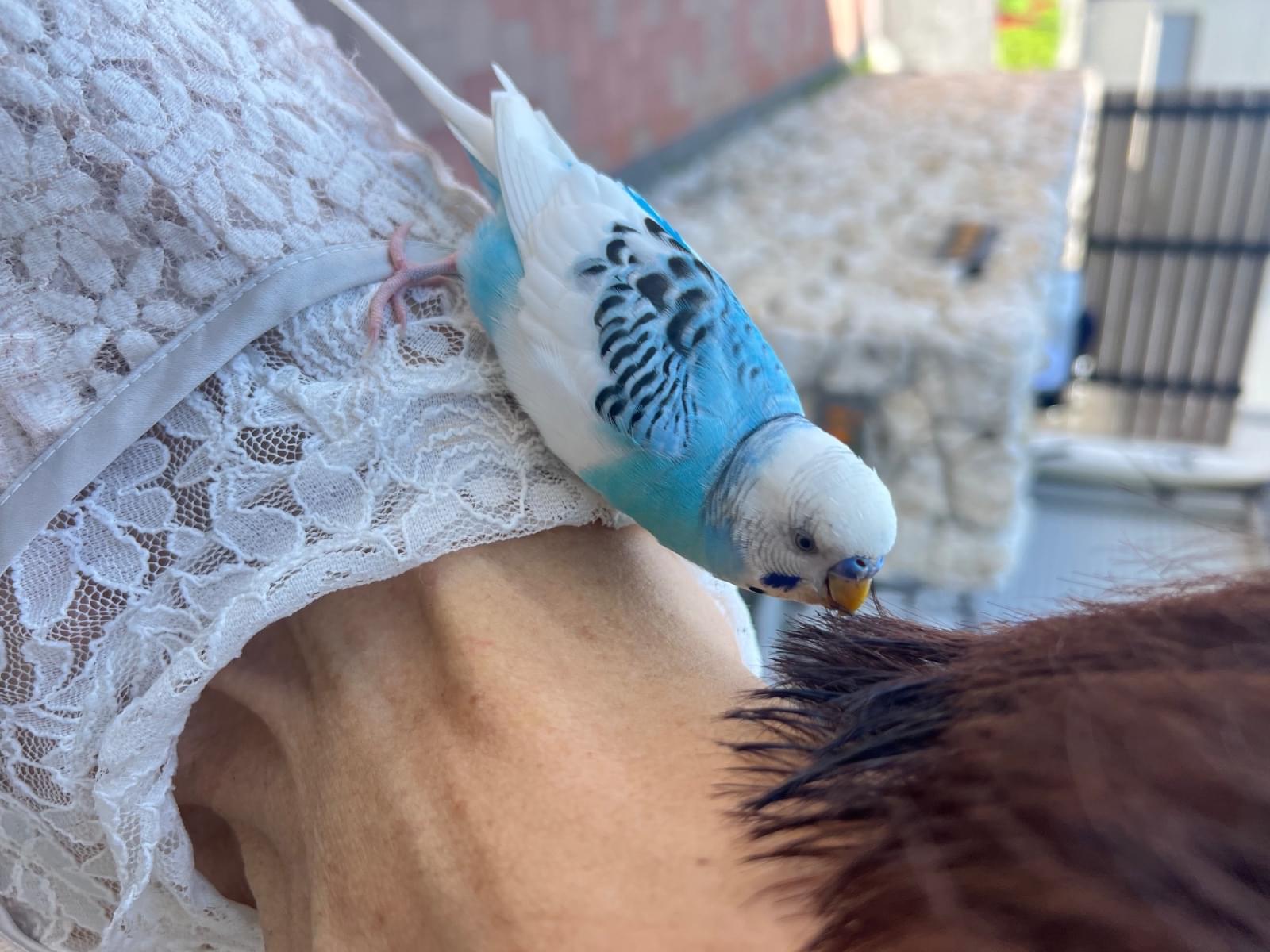 保護された鳥 保護された鳥