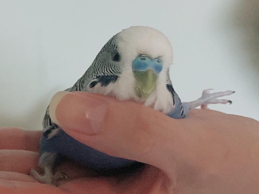 ぽぽちゃん ぽぽちゃん