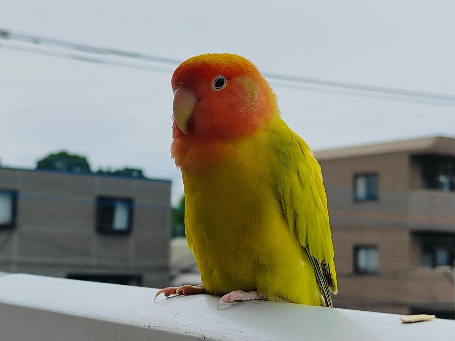 目撃された鳥 目撃された鳥