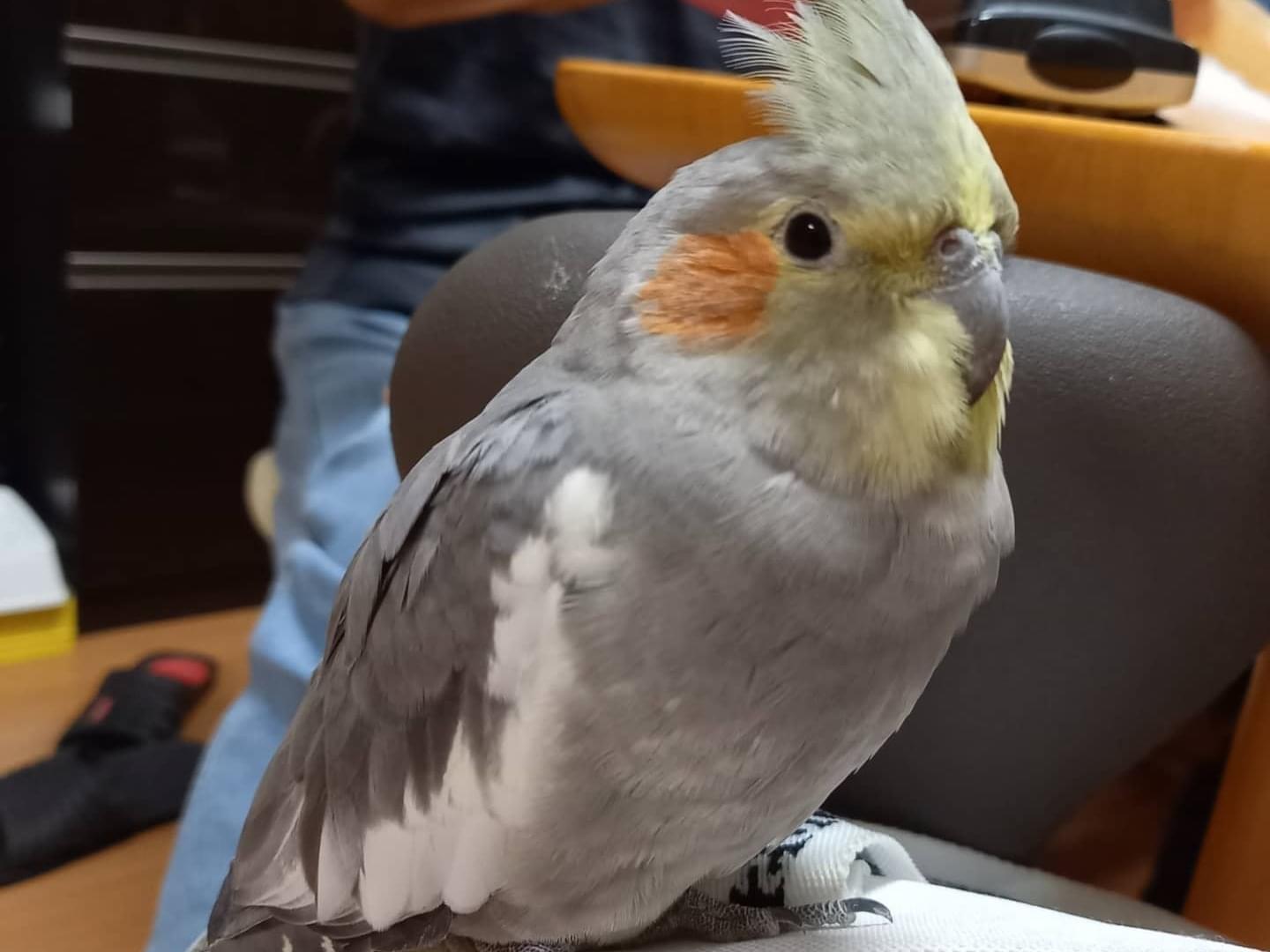 おかぴーちゃん おかぴーちゃん