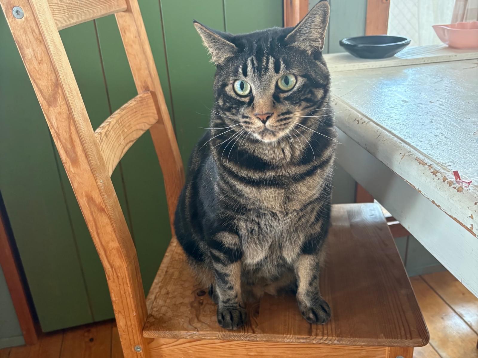 はっさくちゃん はっさくちゃん