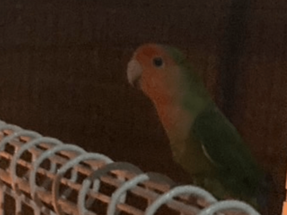 目撃された鳥 目撃された鳥