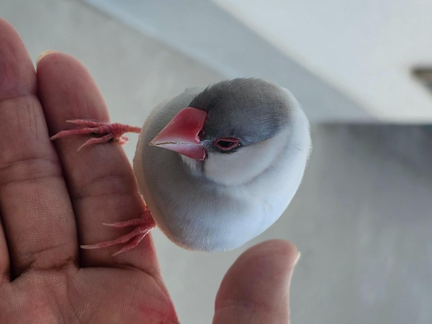 保護された鳥 保護された鳥