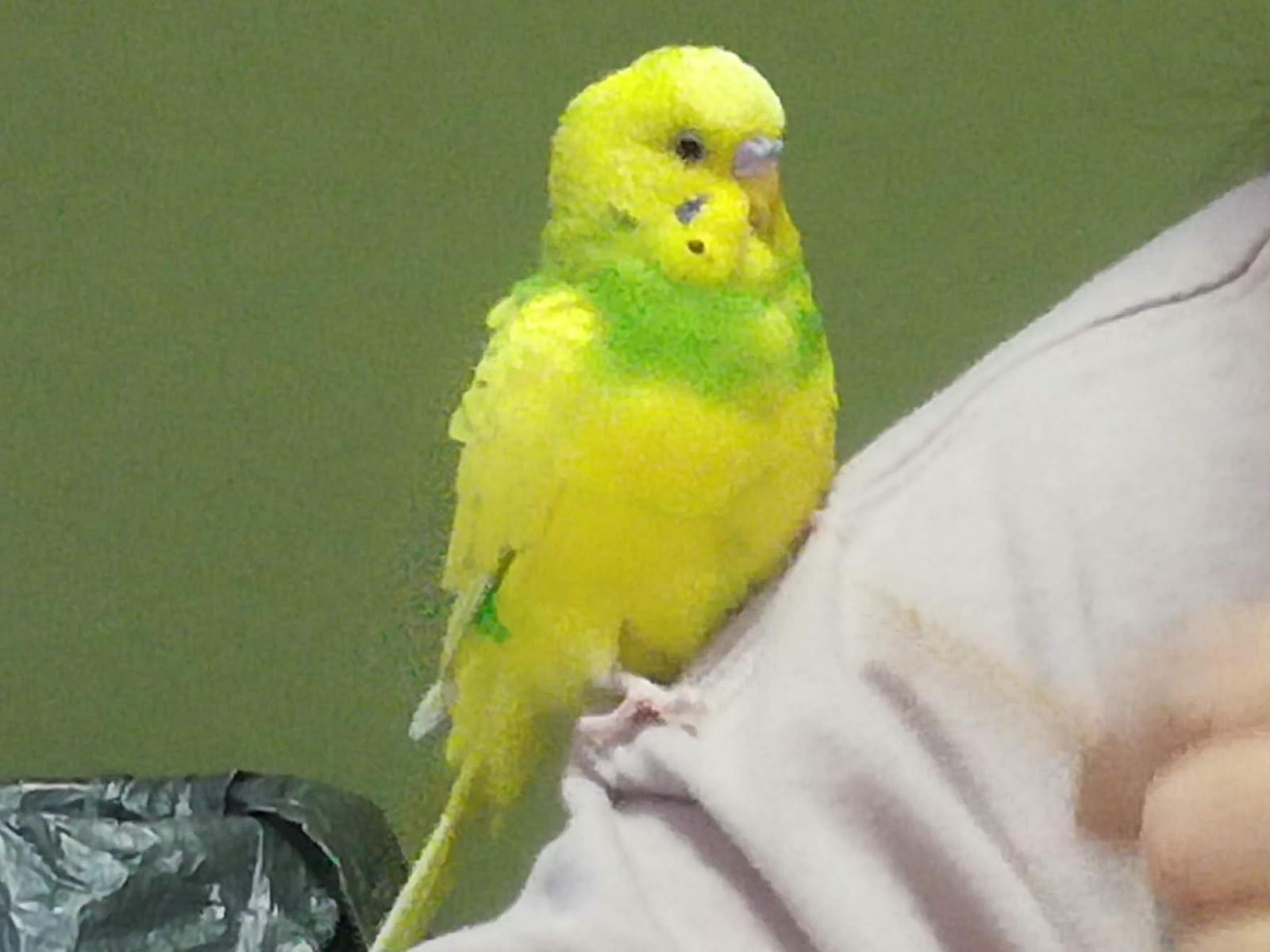 れもんちゃん れもんちゃん