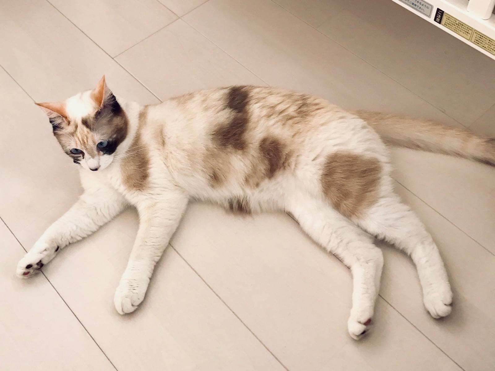 たらちゃん たらちゃん