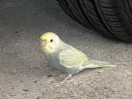 保護された鳥 保護された鳥