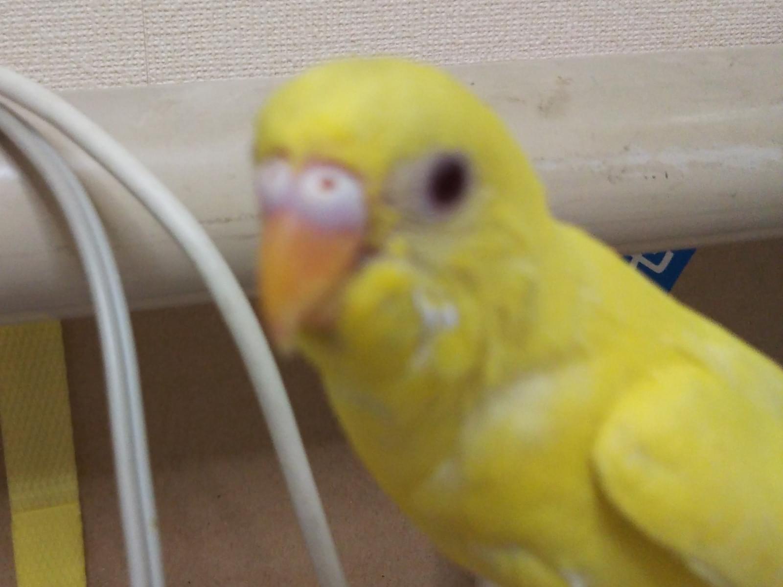 ななこちゃん ななこちゃん