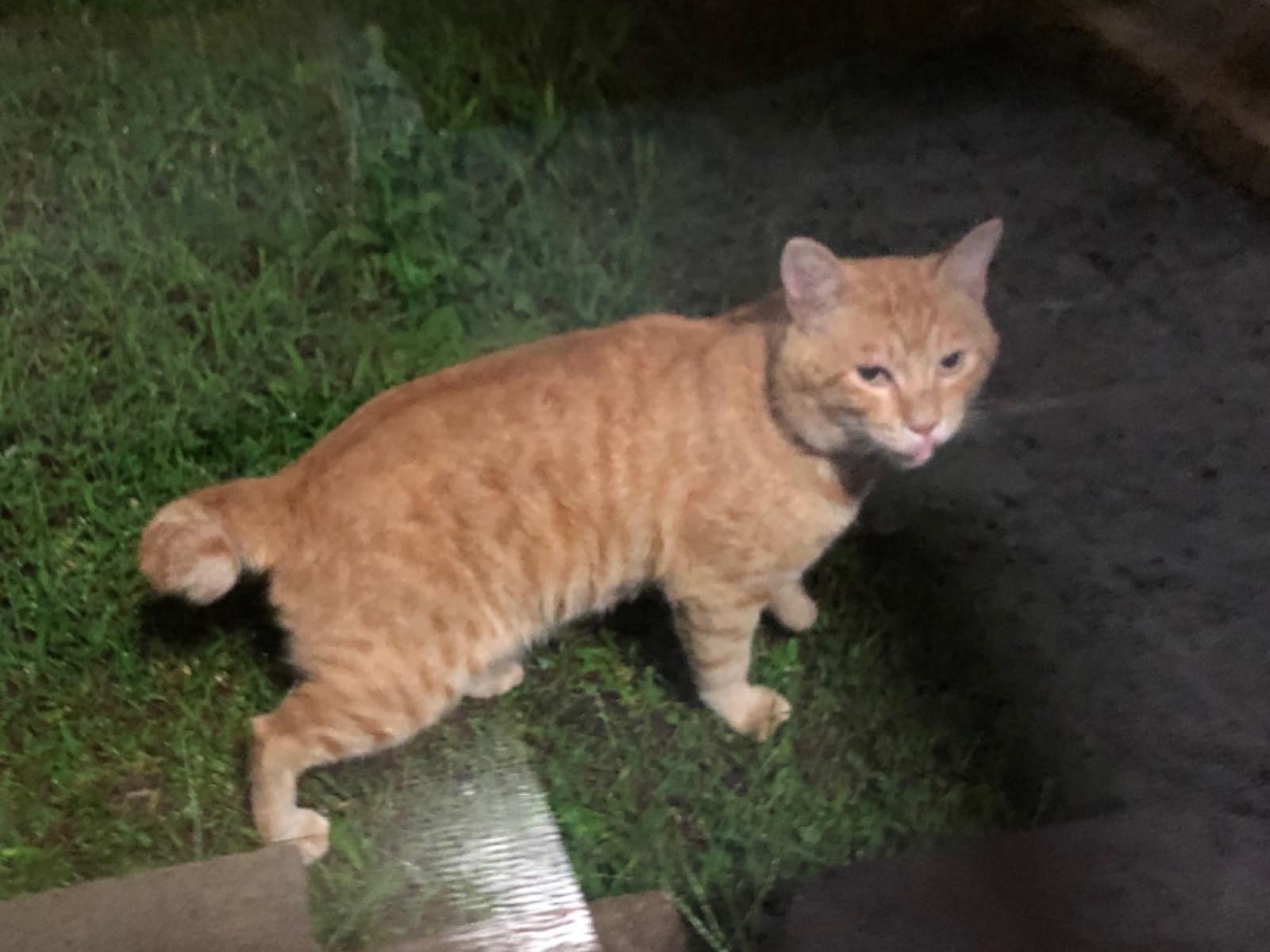 目撃された猫 目撃された猫