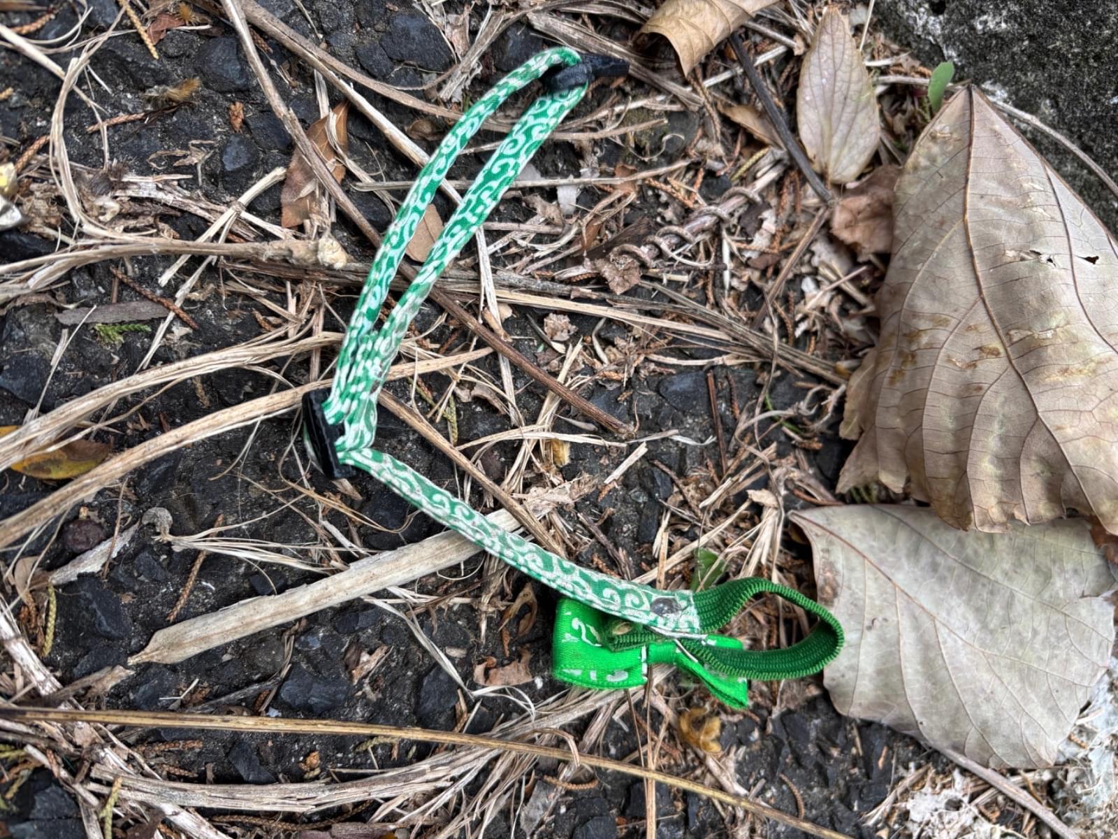 目撃されたペット 目撃されたペット