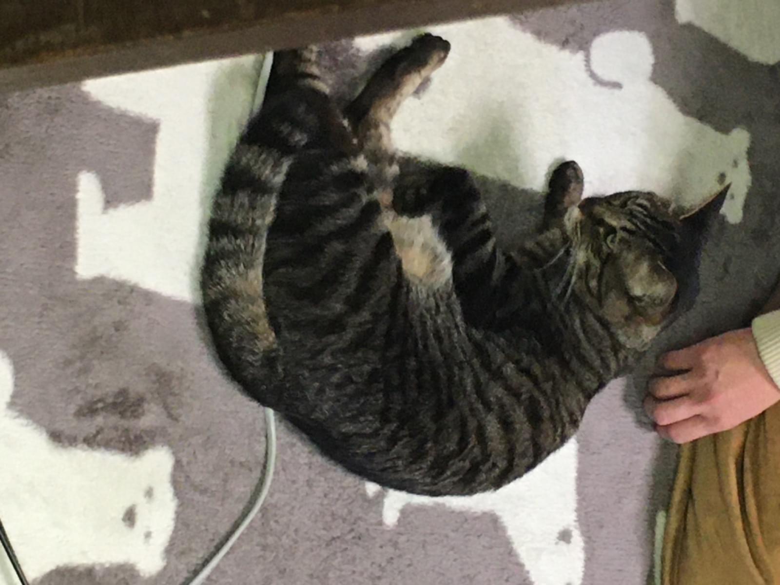 保護された猫 保護された猫