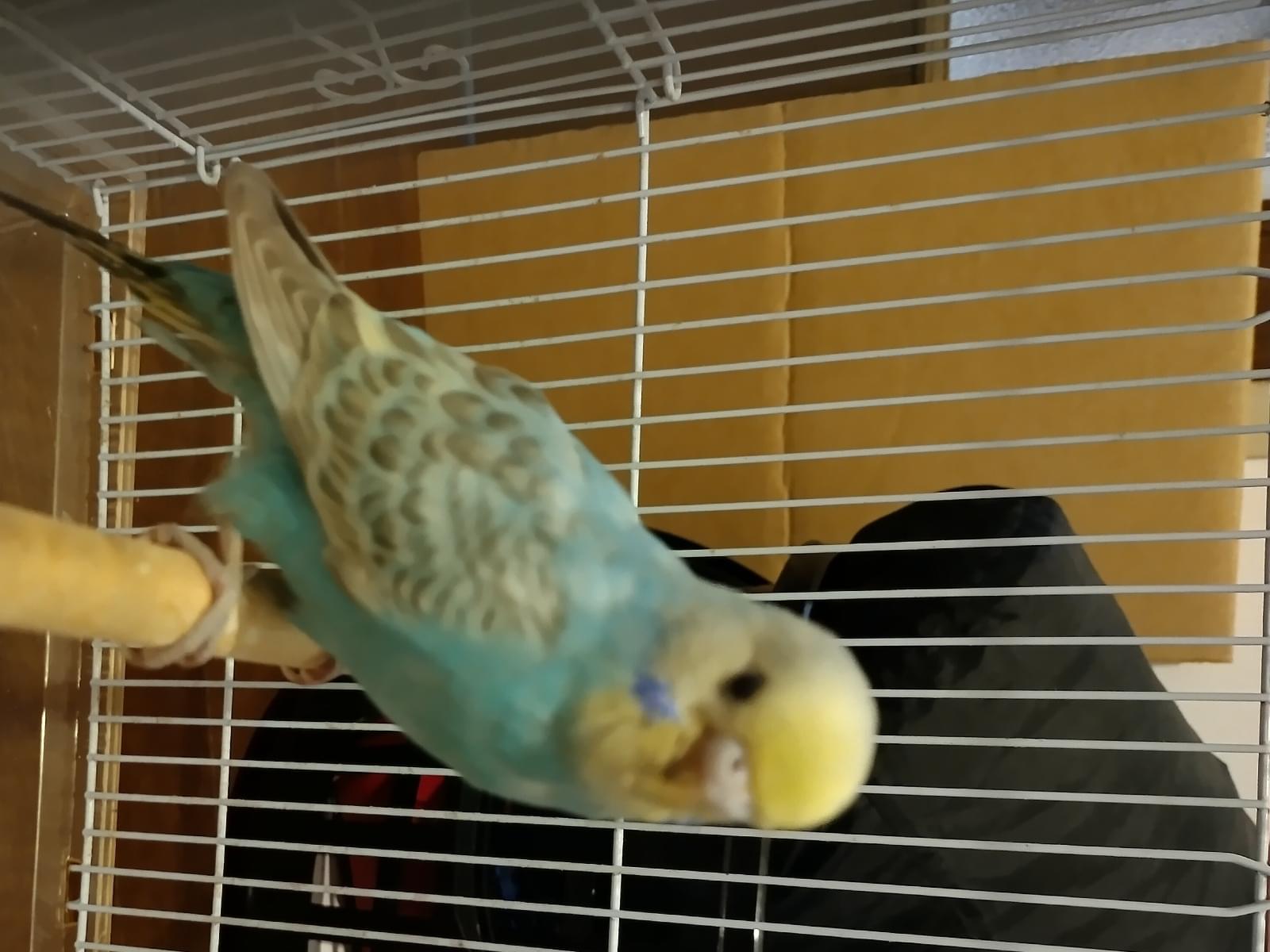 保護された鳥 保護された鳥