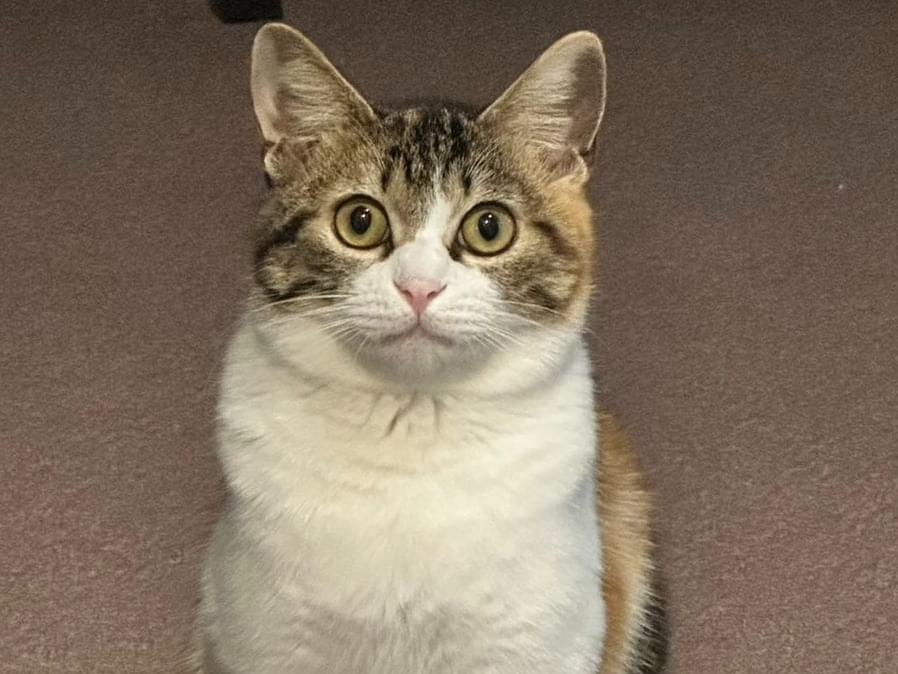 ココちゃん ココちゃん
