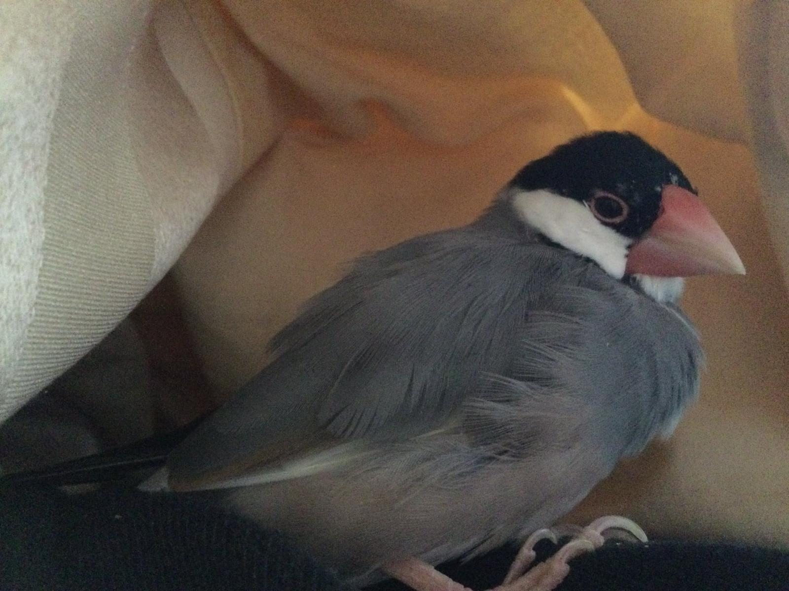 すずおちゃん すずおちゃん