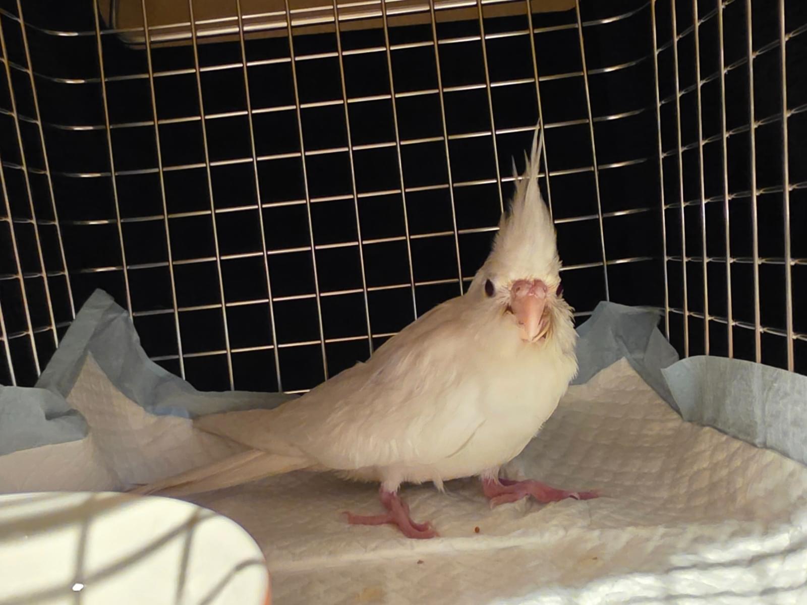 保護された鳥 保護された鳥